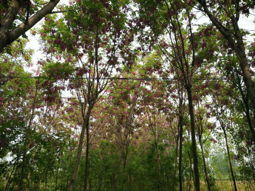 點擊查看詳細信息<br>標題：香花槐 閱讀次數：1702