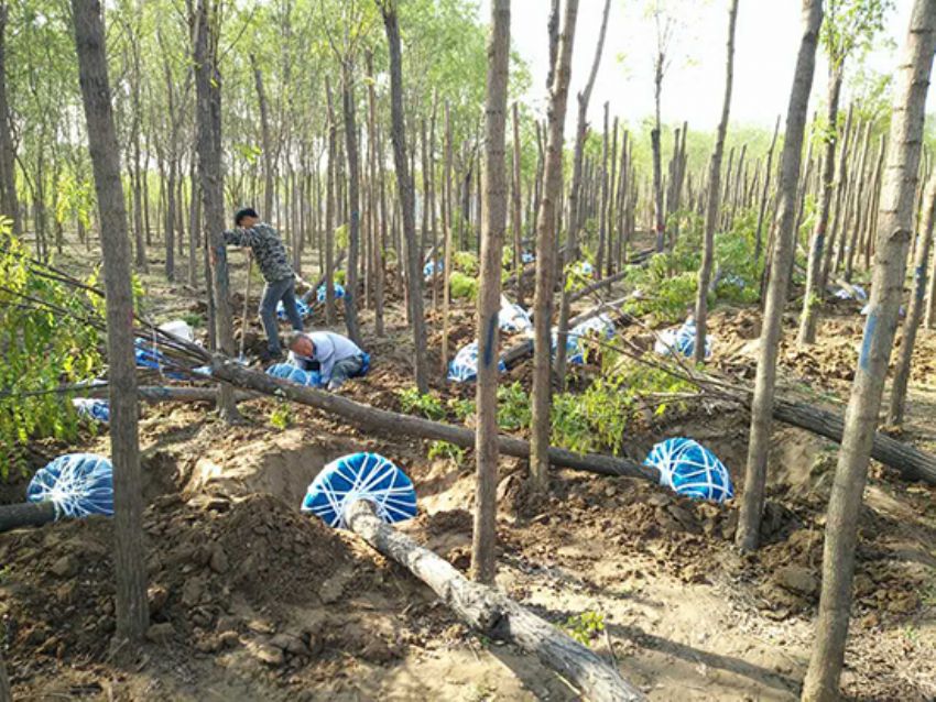 點擊查看詳細信息<br>標題：香花槐 閱讀次數：1707