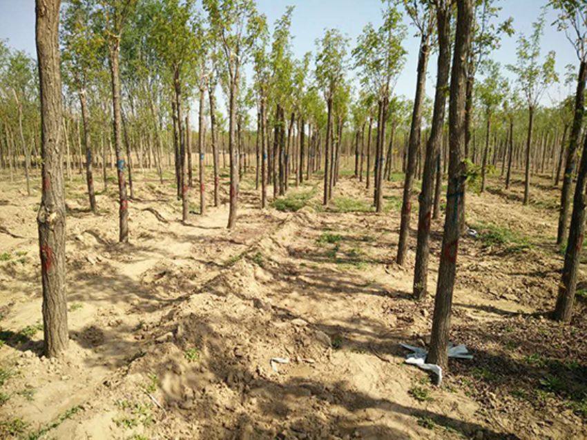 點擊查看詳細信息<br>標題：香花槐 閱讀次數：1689