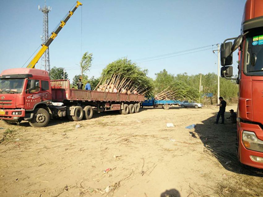 點擊查看詳細信息<br>標題：香花槐 閱讀次數：1844