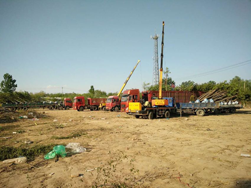 點擊查看詳細信息<br>標題：香花槐 閱讀次數：1934