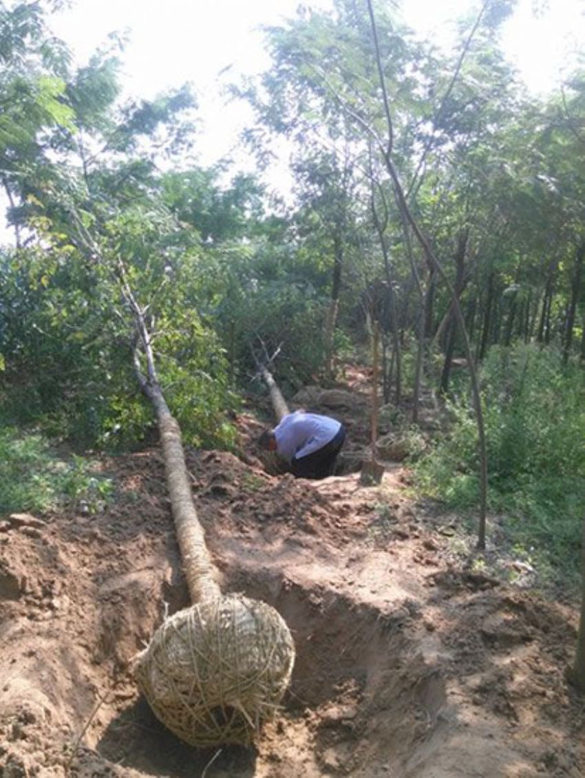 點擊查看詳細信息<br>標題：香花槐 閱讀次數：2080