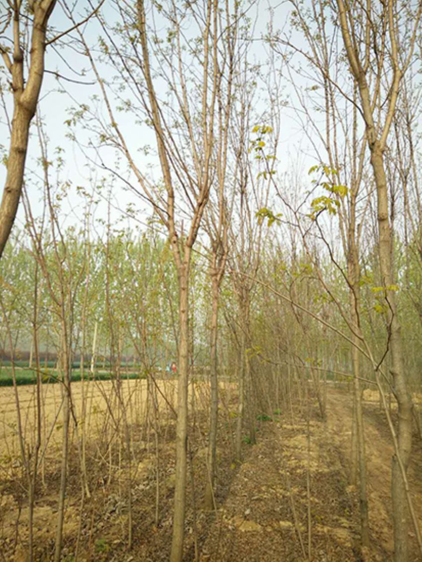 點擊查看詳細信息<br>標題：香花槐 閱讀次數：2195