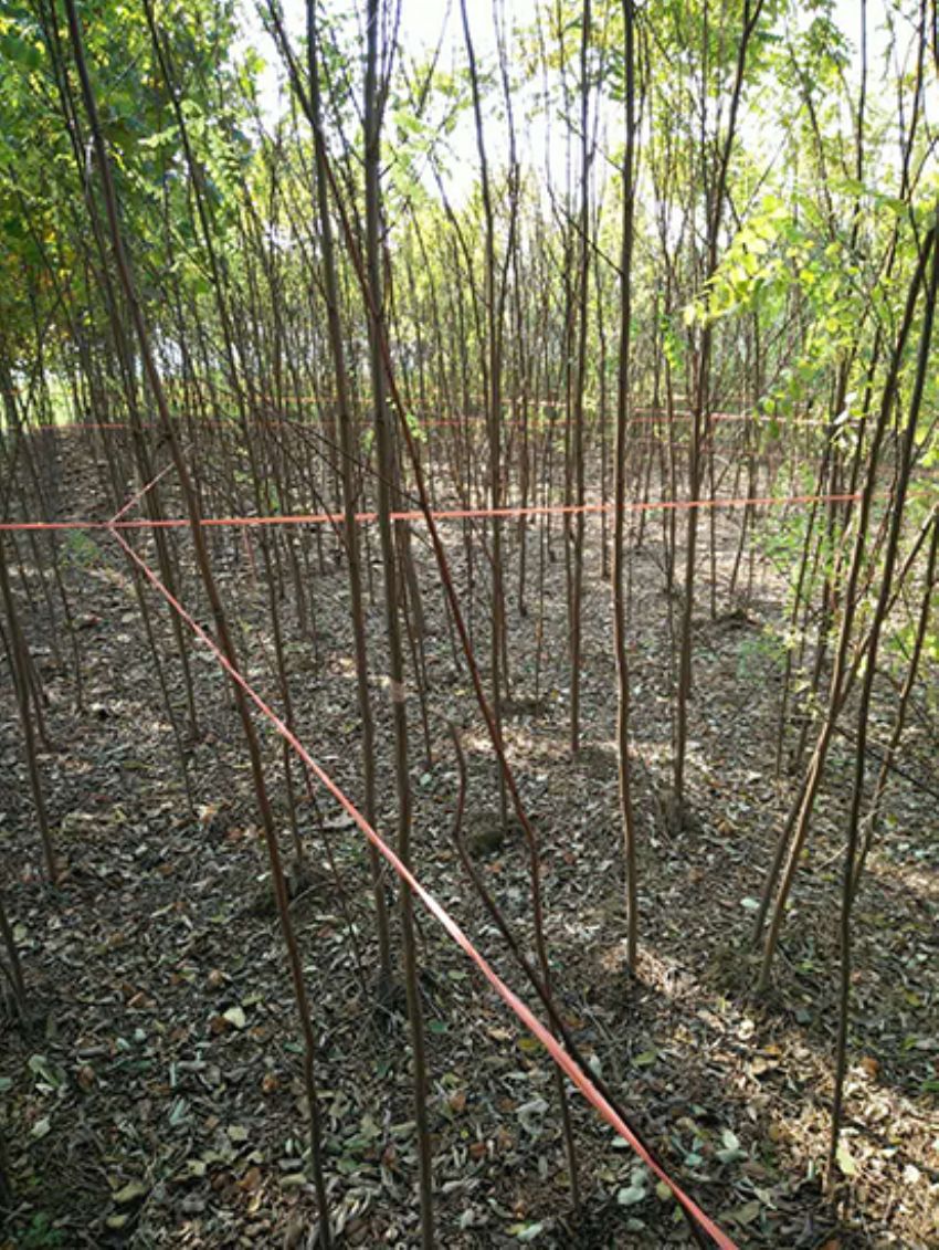 點擊查看詳細信息<br>標題：香花槐 閱讀次數：2149