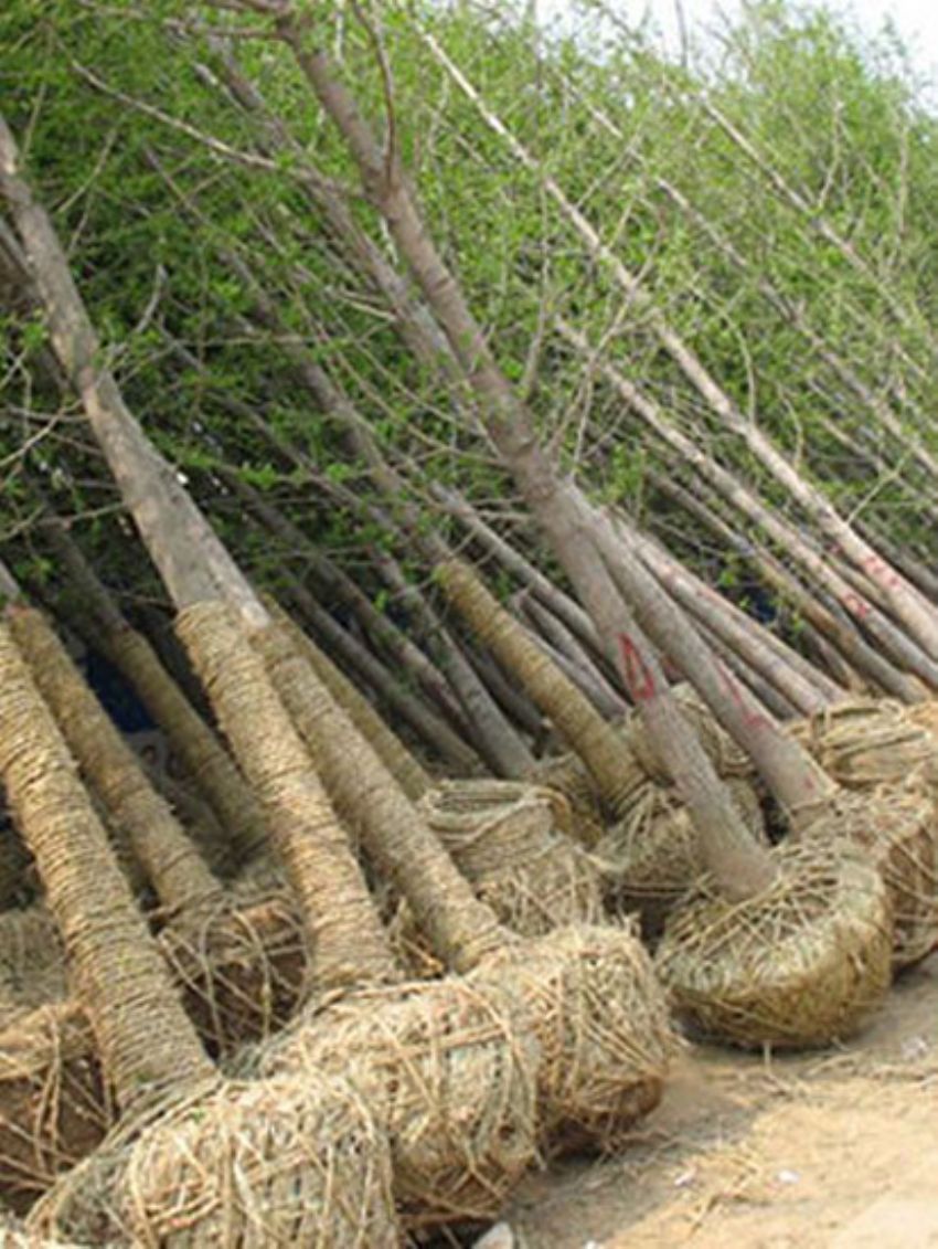 點(diǎn)擊查看詳細(xì)信息<br>標(biāo)題：銀杏 閱讀次數(shù)：3455