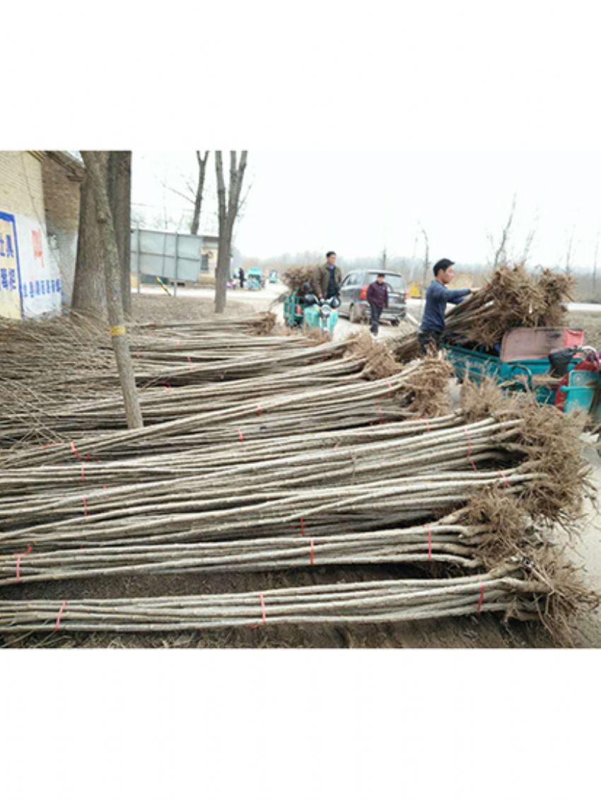 點擊查看詳細信息<br>標題：楊樹苗 閱讀次數：2320