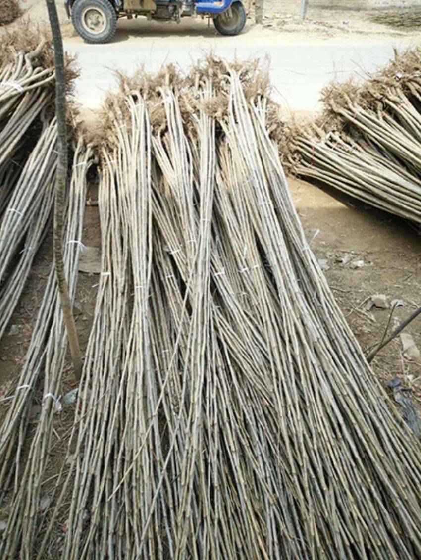 點(diǎn)擊查看詳細(xì)信息<br>標(biāo)題：楊樹(shù)苗 閱讀次數(shù)：3222