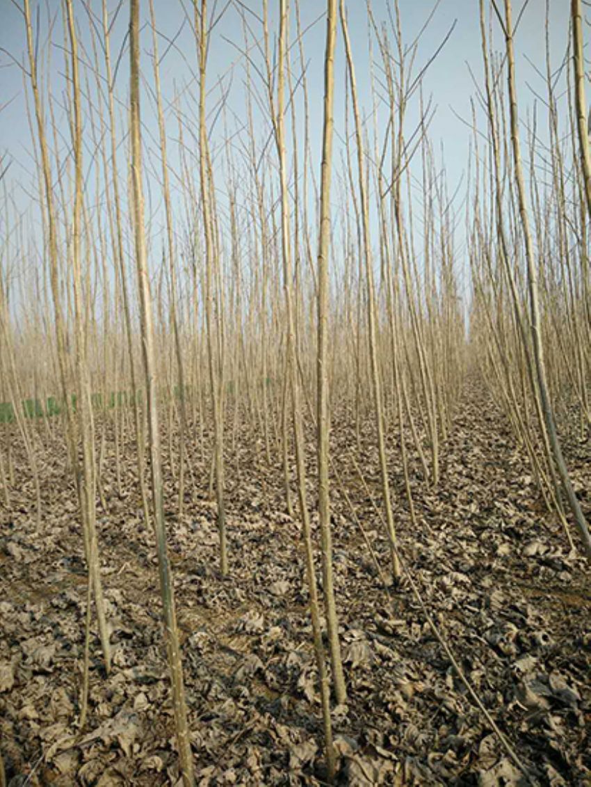 點擊查看詳細信息<br>標題：楊樹苗 閱讀次數：2150