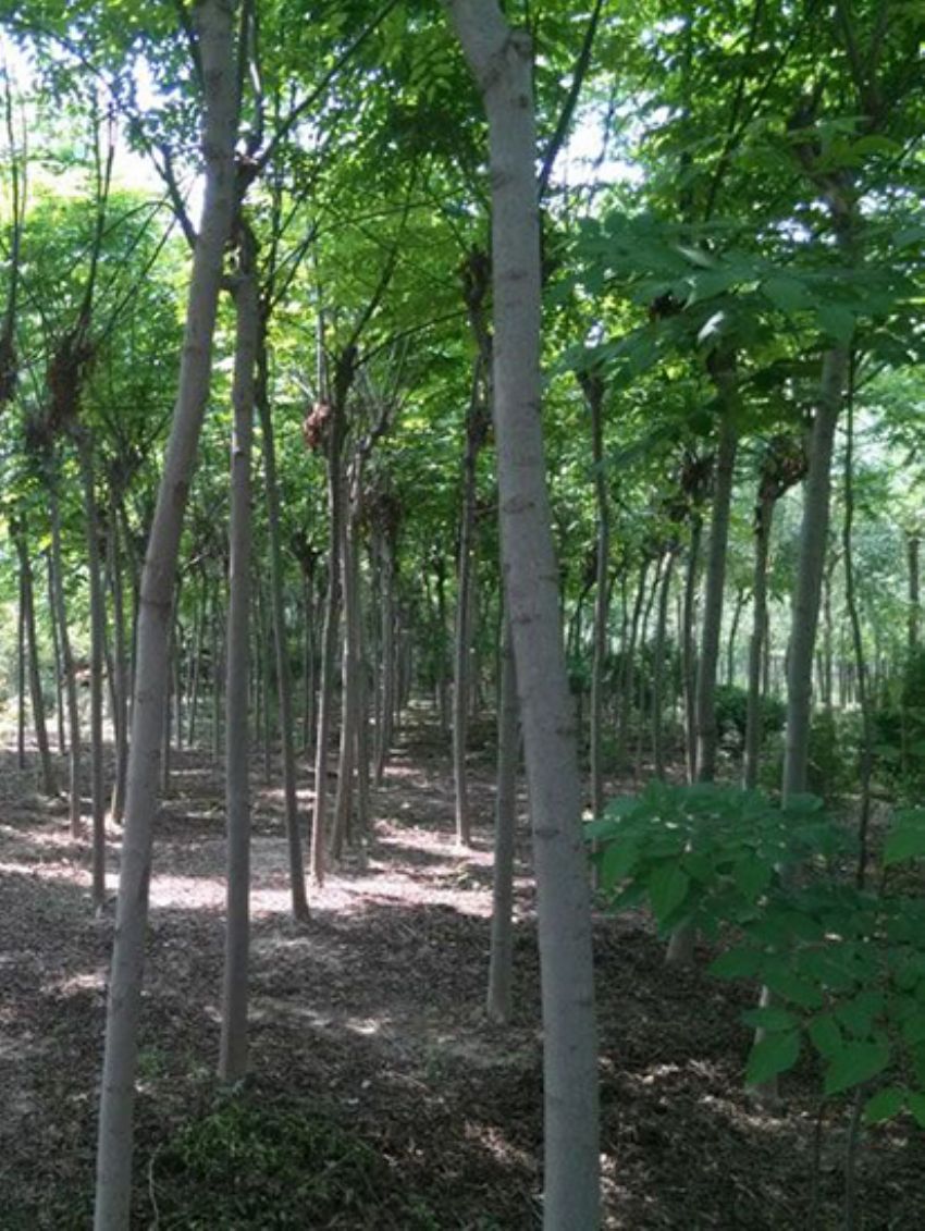 點擊查看詳細信息<br>標題：欒樹 閱讀次數：2087