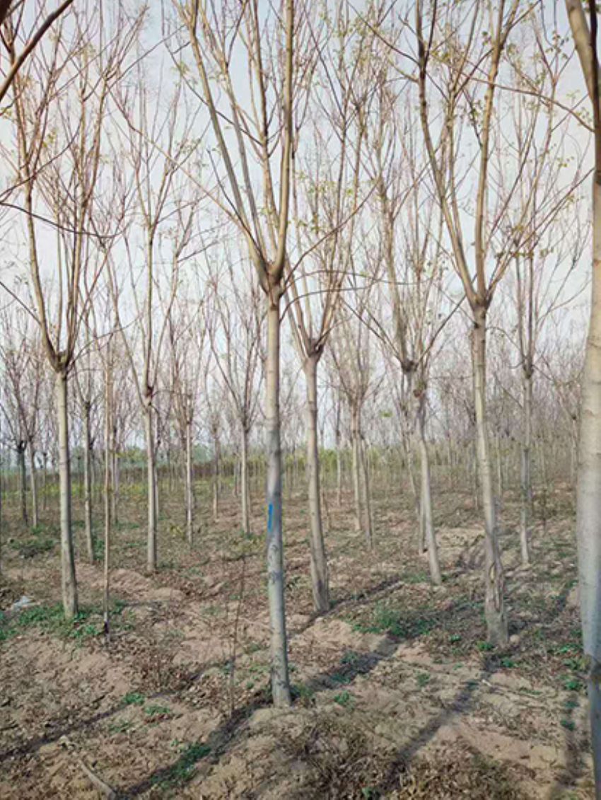 點擊查看詳細信息<br>標題：欒樹 閱讀次數：1992