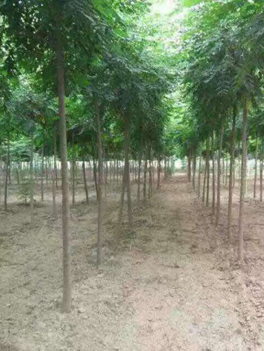 點(diǎn)擊查看詳細(xì)信息<br>標(biāo)題：欒樹(shù) 閱讀次數(shù)：3189