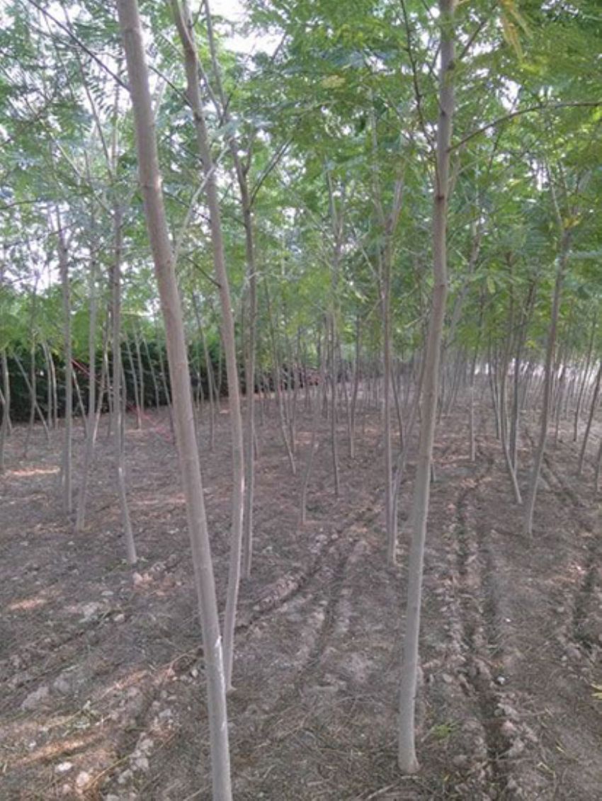 點擊查看詳細信息<br>標題：合歡 閱讀次數：1912