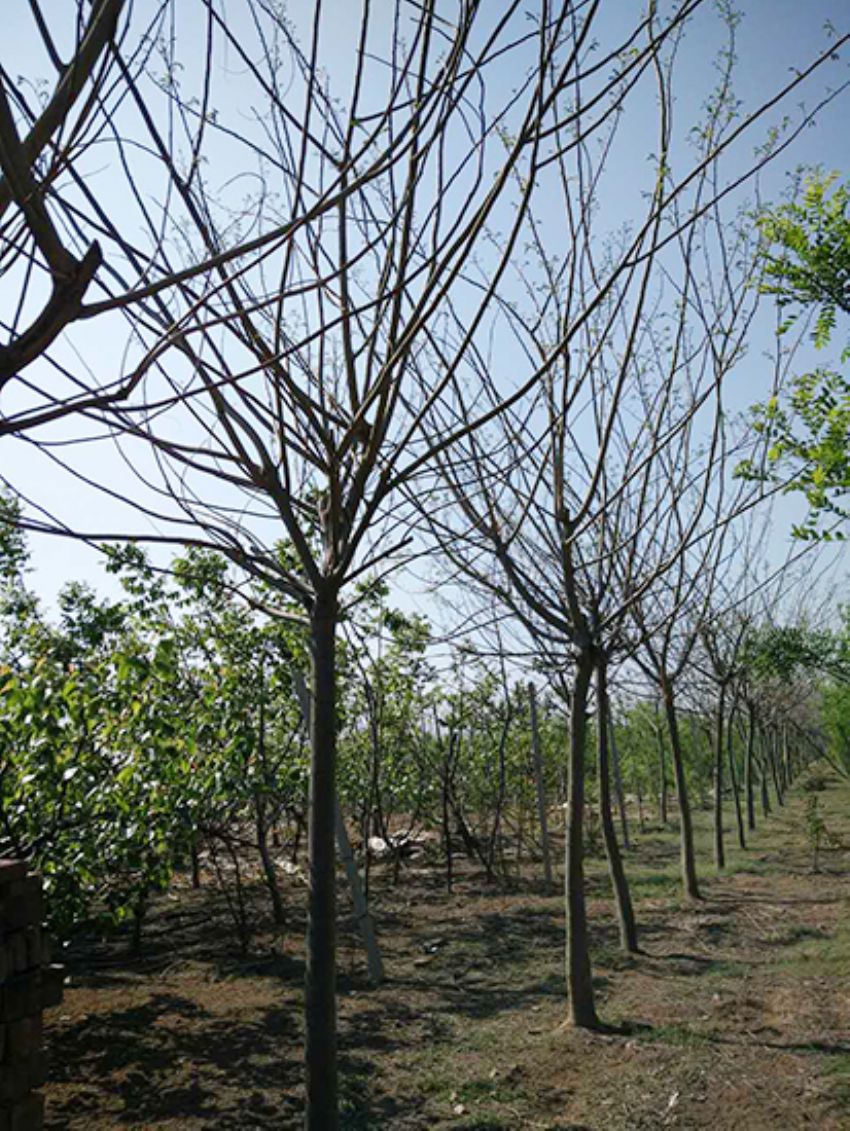 點擊查看詳細信息<br>標題：合歡 閱讀次數：2187