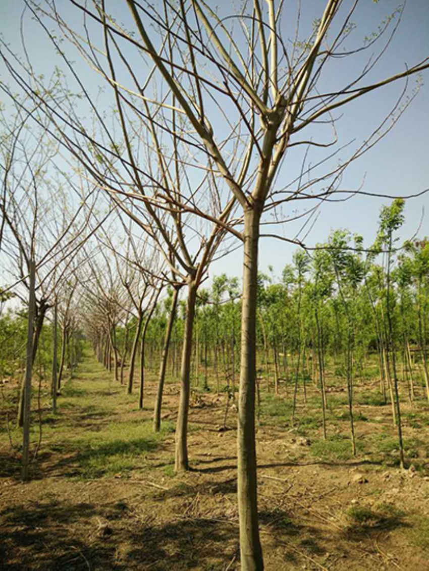 點(diǎn)擊查看詳細(xì)信息<br>標(biāo)題：合歡 閱讀次數(shù)：3252