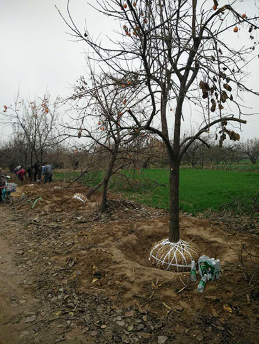 點擊查看詳細信息<br>標題：果樹-柿子樹 閱讀次數：2127