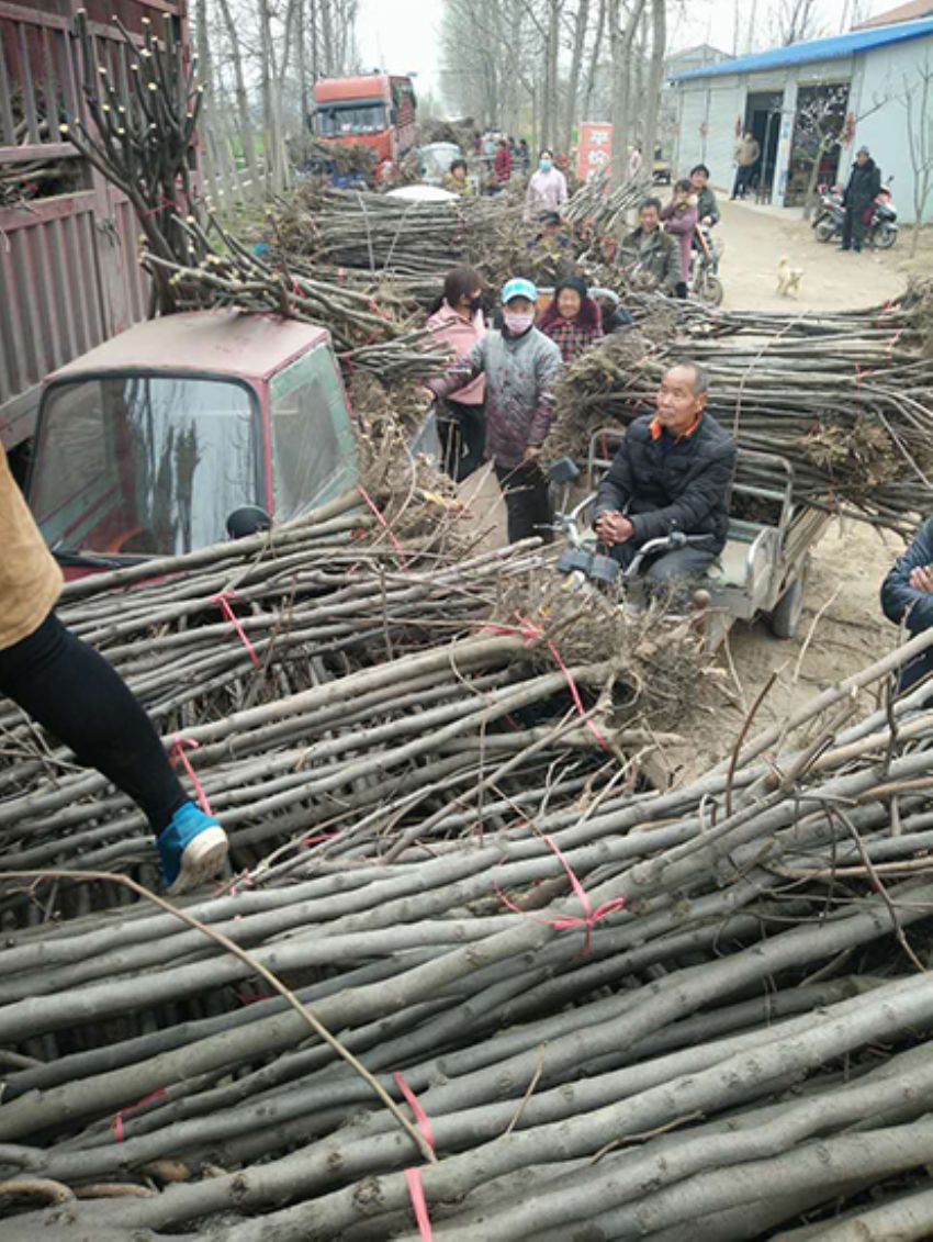 點(diǎn)擊查看詳細(xì)信息<br>標(biāo)題：果樹(shù)-柿子樹(shù) 閱讀次數(shù)：3362