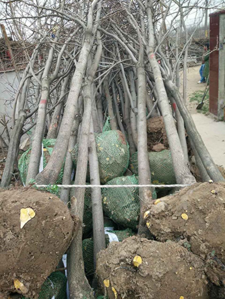 點(diǎn)擊查看詳細(xì)信息<br>標(biāo)題：果樹-柿子樹 閱讀次數(shù)：2247