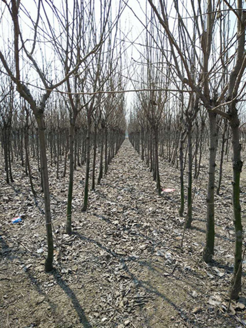 點(diǎn)擊查看詳細(xì)信息<br>標(biāo)題：果樹-柿子樹 閱讀次數(shù)：2065