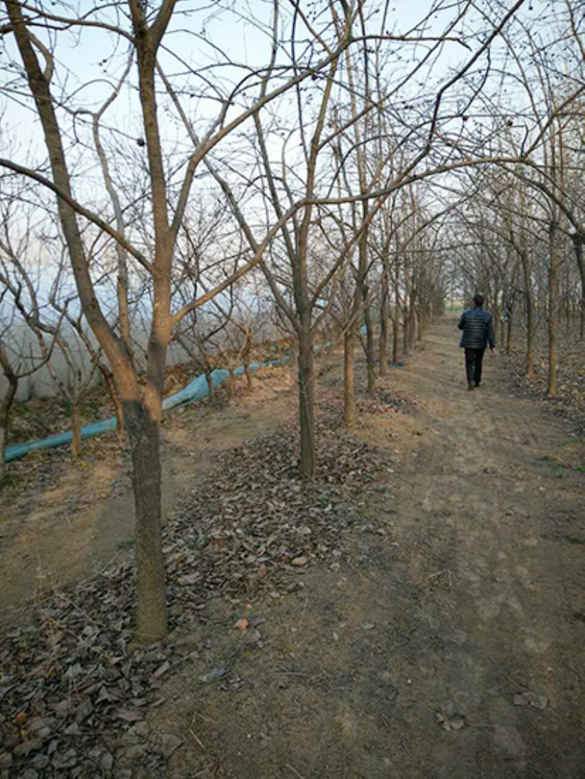 點(diǎn)擊查看詳細(xì)信息<br>標(biāo)題：果樹-柿子樹 閱讀次數(shù)：2331