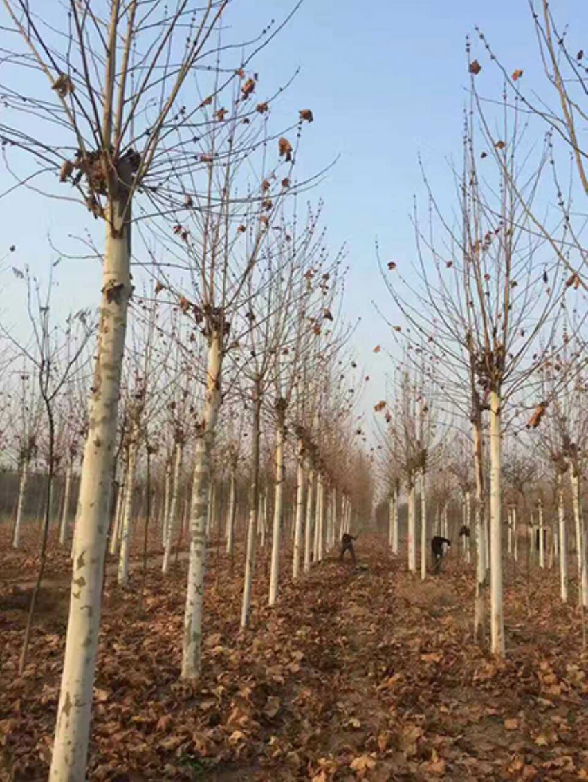 點擊查看詳細信息<br>標題：法桐 閱讀次數：2355