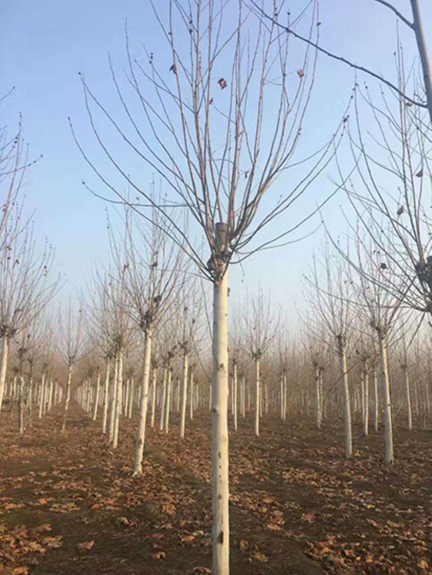 點(diǎn)擊查看詳細(xì)信息<br>標(biāo)題：法桐 閱讀次數(shù)：3151