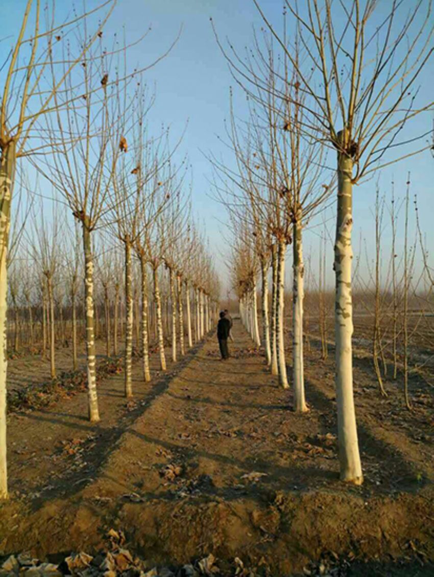 點(diǎn)擊查看詳細(xì)信息<br>標(biāo)題：法桐 閱讀次數(shù)：3137