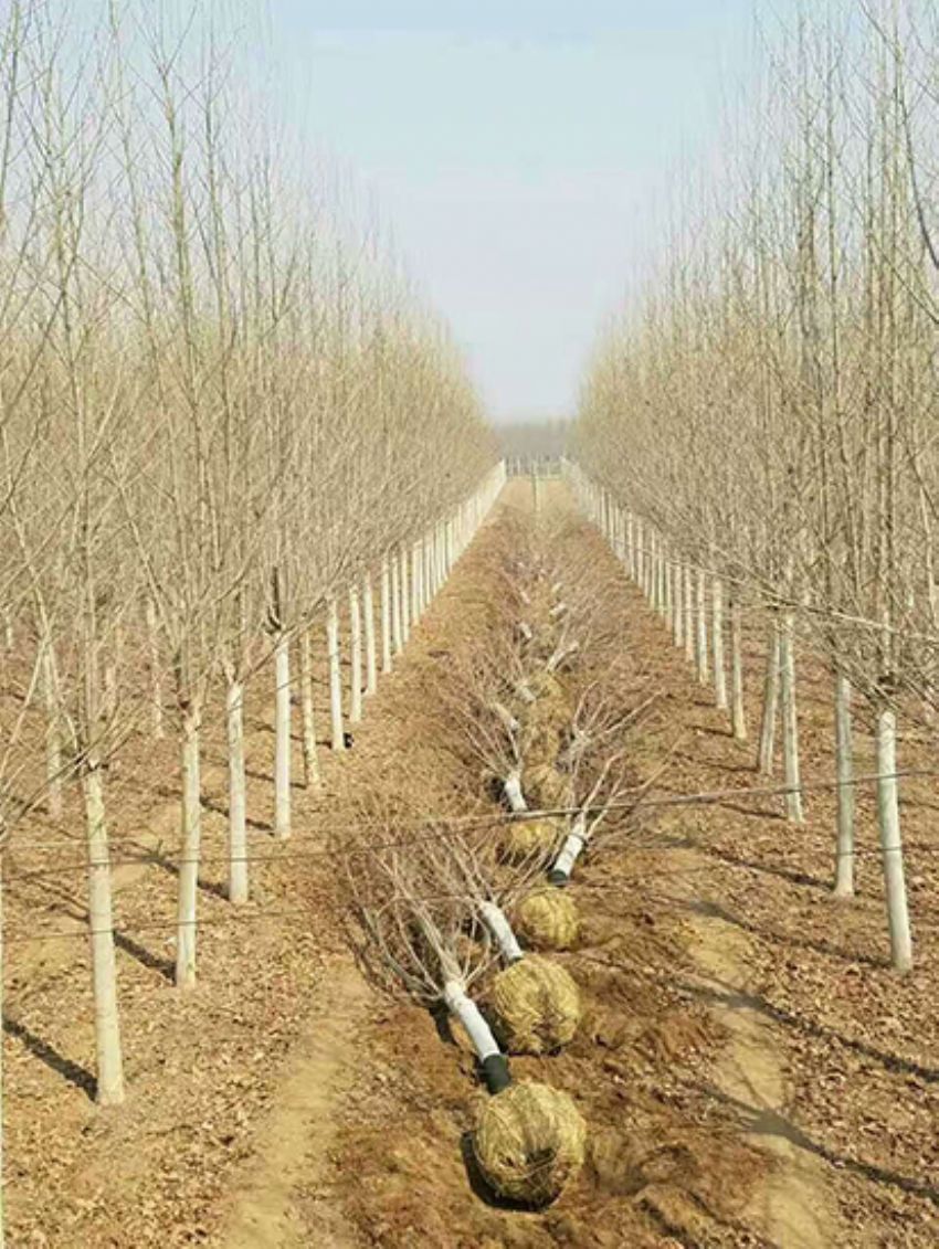 點(diǎn)擊查看詳細(xì)信息<br>標(biāo)題：法桐 閱讀次數(shù)：3239