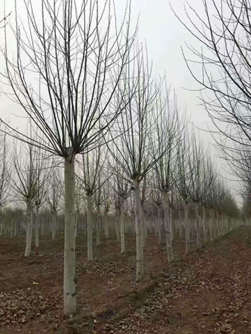 點(diǎn)擊查看詳細(xì)信息<br>標(biāo)題：法桐 閱讀次數(shù)：3230