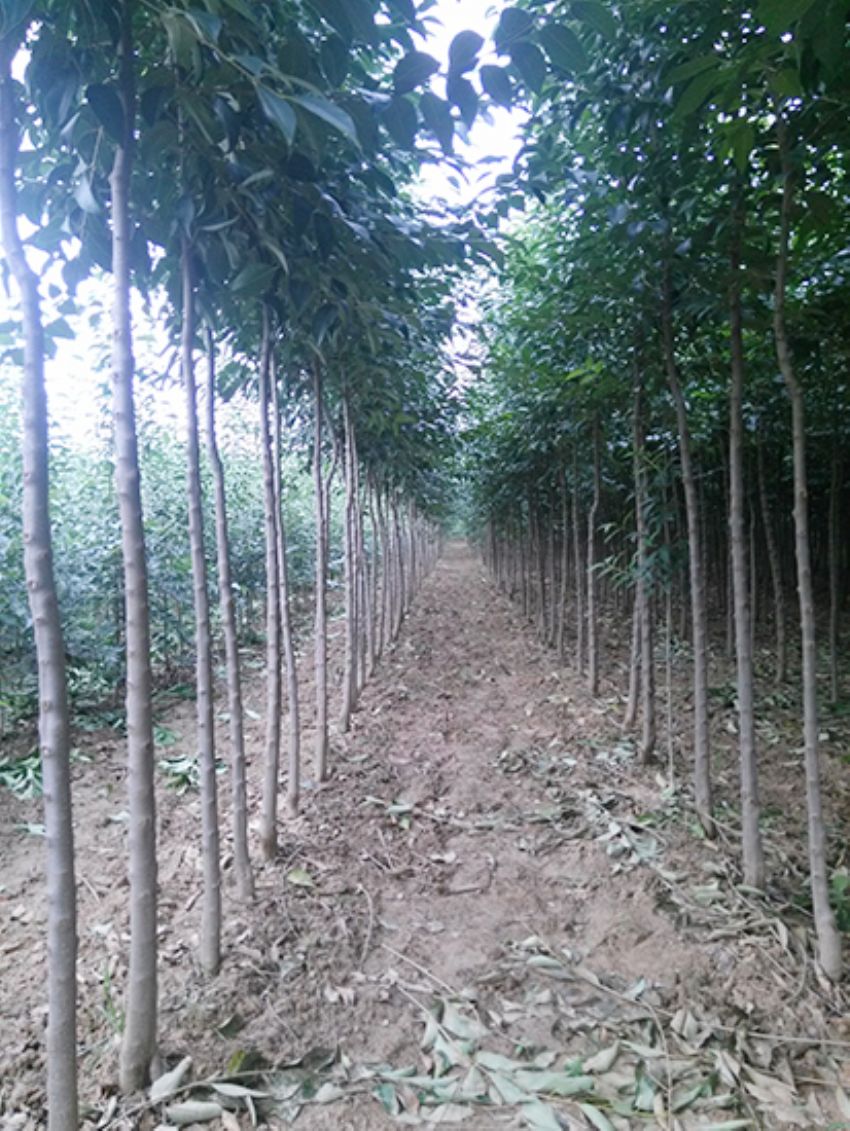 點(diǎn)擊查看詳細(xì)信息<br>標(biāo)題：大葉女貞 閱讀次數(shù)：3446