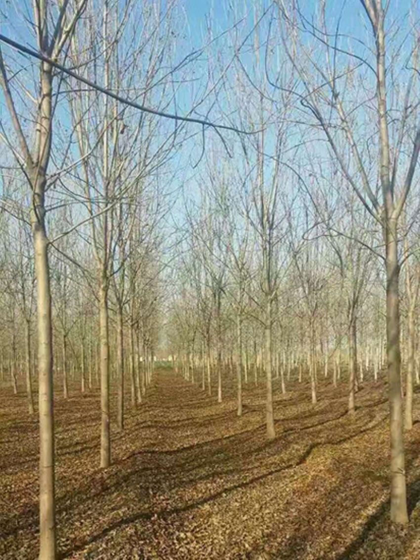 點(diǎn)擊查看詳細(xì)信息<br>標(biāo)題：白蠟 閱讀次數(shù)：3078