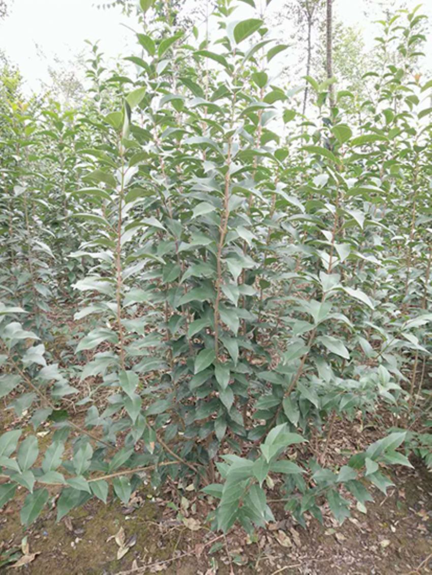 點(diǎn)擊查看詳細(xì)信息<br>標(biāo)題：叢生女貞 閱讀次數(shù)：3267