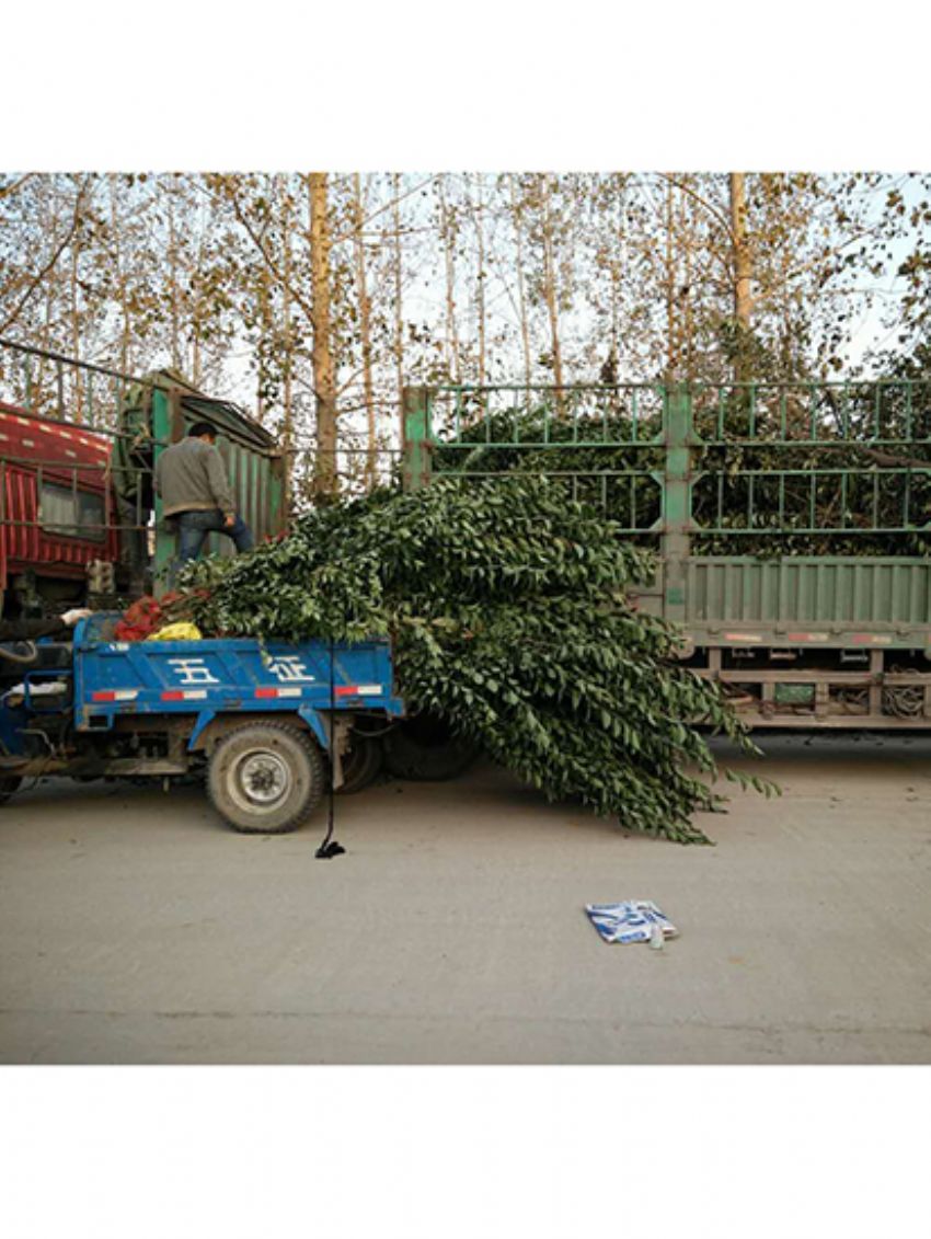 點(diǎn)擊查看詳細(xì)信息<br>標(biāo)題：叢生女貞 閱讀次數(shù)：3194