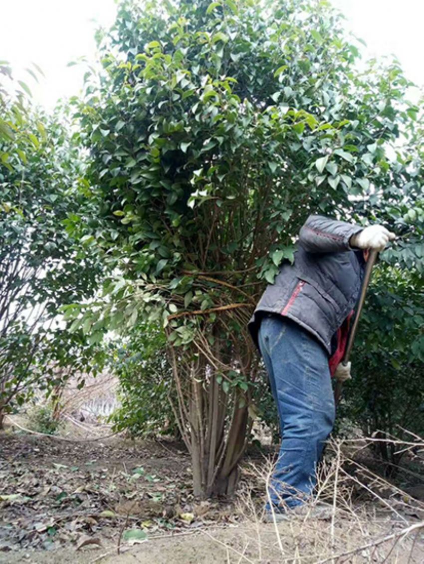 點(diǎn)擊查看詳細(xì)信息<br>標(biāo)題：叢生女貞 閱讀次數(shù)：3850