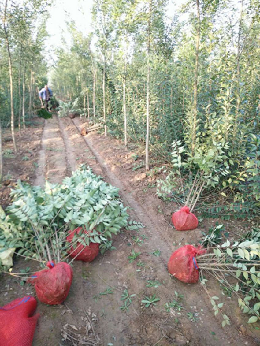 點(diǎn)擊查看詳細(xì)信息<br>標(biāo)題：叢生女貞 閱讀次數(shù)：3213